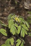Blue Cohosh, Caulophyllum thalictroides