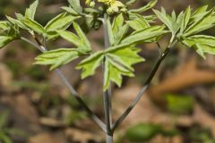 Blue Cohosh, Caulophyllum thalictroides
