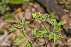 Blue Cohosh, Caulophyllum thalictroides