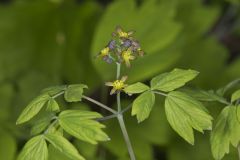 Blue Cohosh, Caulophyllum thalictroides