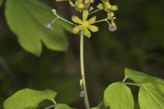 Blue Cohosh, Caulophyllum thalictroides
