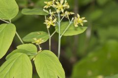 Blue Cohosh, Caulophyllum thalictroides