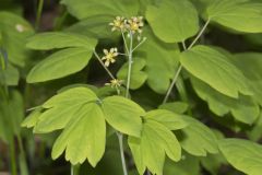 Blue Cohosh, Caulophyllum thalictroides