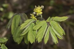 Blue Cohosh, Caulophyllum thalictroides