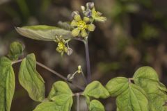 Blue Cohosh, Caulophyllum thalictroides