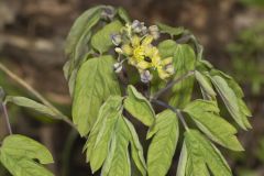 Blue Cohosh, Caulophyllum thalictroides