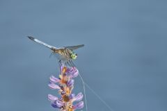 Blue Dasher