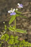 Blue-eyed Mary, Collinsia verna