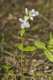 Blue-eyed Mary, Collinsia verna