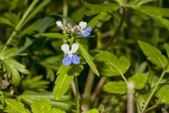 Blue-eyed Mary