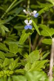 Blue-eyed Mary, Collinsia verna