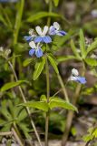 Blue-eyed Mary, Collinsia verna