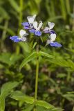 Blue-eyed Mary, Collinsia verna