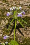Blue-eyed Mary, Collinsia verna