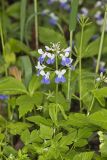 Blue-eyed Mary, Collinsia verna