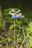 Blue-eyed Mary, Collinsia verna