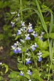 Blue-eyed Mary, Collinsia verna