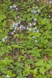 Blue-eyed Mary, Collinsia verna