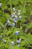 Blue-eyed Mary, Collinsia verna