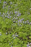 Blue-eyed Mary, Collinsia verna
