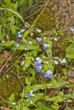 Blue-eyed Mary, Collinsia verna