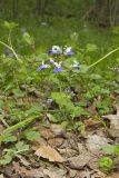 Blue-eyed Mary, Collinsia verna
