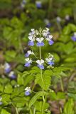 Blue-eyed Mary, Collinsia verna