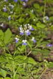Blue-eyed Mary, Collinsia verna