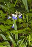 Blue-eyed Mary, Collinsia verna