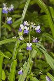 Blue-eyed Mary, Collinsia verna