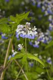 Blue-eyed Mary, Collinsia verna