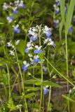 Blue-eyed Mary, Collinsia verna