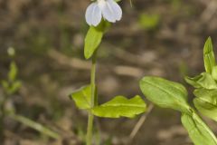 Blue-eyed Mary, Collinsia verna