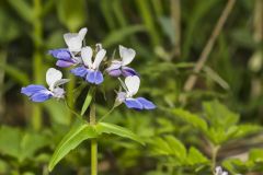 Blue-eyed Mary, Collinsia verna