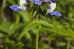 Blue-eyed Mary, Collinsia verna