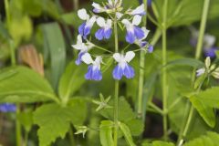 Blue-eyed Mary, Collinsia verna