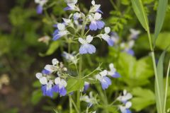 Blue-eyed Mary, Collinsia verna