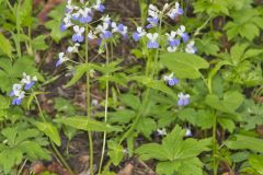 Blue-eyed Mary, Collinsia verna