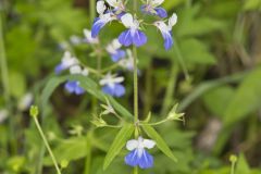 Blue-eyed Mary, Collinsia verna