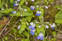 Blue-eyed Mary, Collinsia verna
