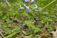 Blue-eyed Mary, Collinsia verna