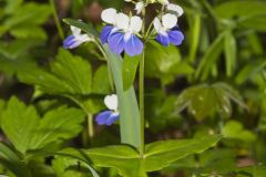 Blue-eyed Mary, Collinsia verna