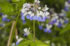 Blue-eyed Mary, Collinsia verna