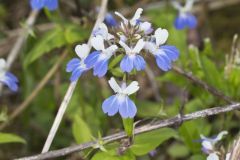 Blue-eyed Mary, Collinsia verna