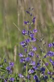 Blue False Indigo, Baptisia australis