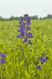 Blue False Indigo, Baptisia australis