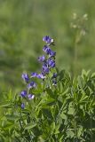 Blue False Indigo, Baptisia australis