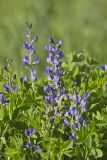 Blue False Indigo, Baptisia australis