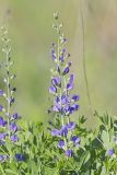 Blue False Indigo, Baptisia australis