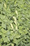 Blue False Indigo, Baptisia australis